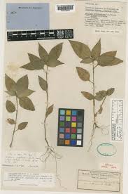 Image result for Aneilema chrysopogon