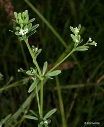 Image result for Galium stenophyllum
