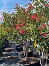Image result for Jatropha erythropoda