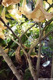 Image result for Brugmansia