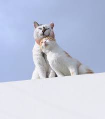 Cats In Sunshine Cats Pretty Cats Cute Cats