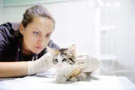 What Is Fading Kitten Syndrome And Why Do So Many Foster Kittens Die From It Catster