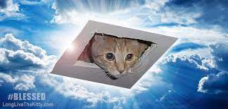 Cat climbing tower, adjustable floor to ceiling cat tree, 274 cm / 107 inch multiple level kitty tower, pet furniture, tall cat furniture alloversugar. Who Is Ceiling Cat A Brief History Of The Divine Kitty