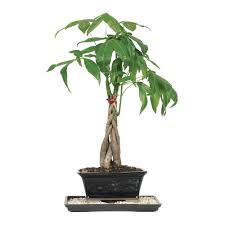 Since these plants are tropical in origin and are part of the leaf canopy of rain forest areas, they tend to have minimal foliage at the plant's bottom. Brussel S Bonsai Braided Money Tree Indoor Dt 1024mt The Home Depot