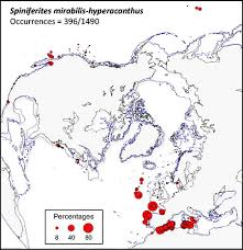 Image result for Hyperacanthus