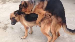 Funny Animals Becgie Dogs Mating Youtube Big Dogs Dog Lovers Animals