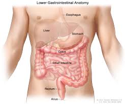 This page provides a photo gallery that presents the anatomy of the abdomen by means of ct (axial, coronal, and sagittal reconstructions). Gastrointestinal Complications Mhealth Org