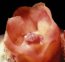 Image result for Apodanthaceae