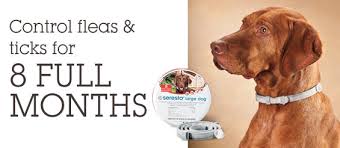 The problem might lie in the combination of the chemicals used in the collar. Seresto Flea And Tick Dog Collar And Its Alternatives Pupfection