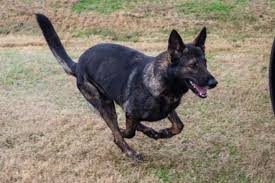 Adopt a dog and save a precious gsd's life. Category 5 S First 5 Or 6 Category 5 K9