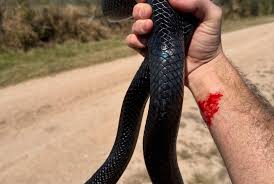 Image result for Indigofera subcorymbosa