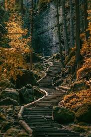 Ponderation Dark Forests Sachsische Schweiz Nature Landscape Scenery