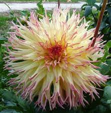 Dahlia Alice May Dahlia Flower Flower Garden Unusual Flowers