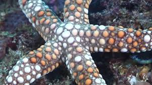 Image result for Gomphia