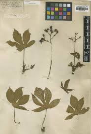 Image result for Jatropha campestris