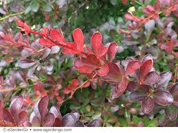 Image result for Berula thunbergii