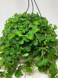 Image result for Pilea rivularis