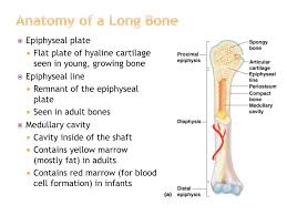 These joints generally allow more movement than fibrous joints but less movement than synovial joints. Ppt The Skeletal System Part I Bone Powerpoint Presentation Free Download Id 2109497