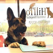 Maybe you would like to learn more about one of these? Gentle Care Animal Hospital At Ten Ten Home Facebook
