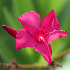 Click here to see available local florists in austin. Austin Pretty Limits Nerium Wholesale Liners Spring Meadow Nursery
