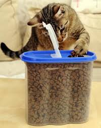 Another community pet food bank is available through feeding windsor. Pet Food Storage Container Options Lovetoknow