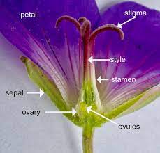 Flowers or fruits above and below ground other floral organs attached around ovary with hypanthium adnate to lower half of ovary. Flower Ovary Position Tree Guide Uk Flower Ovary Position