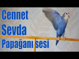 Love Bird Sounds Love Bird Funny Youtube