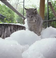 åŠ¨æ€å›¾gif Funny Love Cute Lol Snow Cats Jump Winter Kitten Play Cold San Diego San Diego Zoo Pounce Lynx Snow Day Frolic First Snow First Day Of Winter Share the best gifs now >>>.