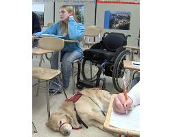 Service animal registry, emotional support animal Service Dogs At School And The Ada