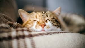 Spaying cats refers to the sterilization of the reproductive features of female cats. Pet Neutering