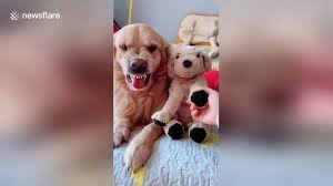 They will chew things whenever they are bored or because they are. Jealous Golden Retriever Pulls Angry Face At Owner For Stroking A Toy Dog Video Dailymotion