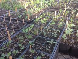 Roasted parsnips from delish.com is unbeatably easy. Starting Plants Indoors From Seed Fact Sheet Unh Extension