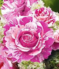 Noralee assumes, they might be found in some crate at the harbor. Rosen Online Kaufen Bestellen Bei Baldur Garten Stiefmutterchen Schone Bilder Von Blumen Exotische Blumen