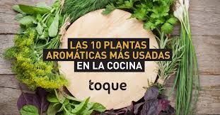 Descubre qué tipos hay, consejos para comprarla y conservarla y su uso en el anís estrellado es cada vez más popular en la cocina occidental. Las 10 Plantas Aromaticas Mas Usadas En La Cocina El Blog De Toque