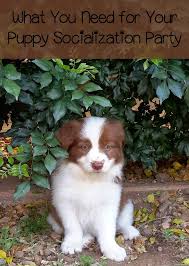 We did not find results for: What You Need For Your Puppy Socialization Party Dogvills