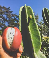 Our cacti were propagated by seed, as you can tell by the small trunk in the picture, but no worries, this is a fast growing cactus! The Peruvian Apple Cactus Is Another Favortie Fruit That Is Producing This Time Of Year It Looks Just Like A Kiwi This Fruit Spring Fruit Spring Fruit Salad