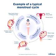 3 hetes menstruációs ciklus 6