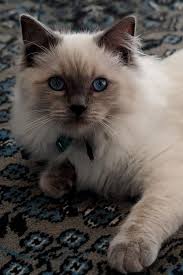 Pin By Mamakatz On Gatos Cats Pretty Cats Cat With Blue Eyes