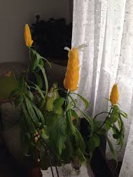 Misir Cicegi Corn Flower Cicek Doga
