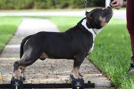 For more information or to arrange to meet any of these great dogs please contact dogs trust loughborough today! News Micro Bully For Sale Extreme American Bully Venomline 2
