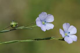 Image result for Linum