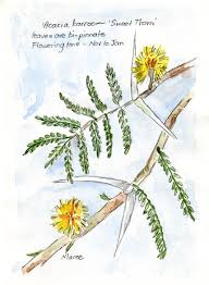 Image result for Acacia karroo