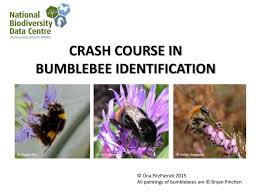 Pdf Guide To Identifying Irish Bumblebees Is Available
