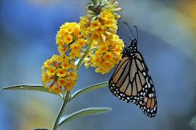 Butterfly monarch insect nature colorful wings bug flower orange. Monarch Butterfly Butterfly Butterflies Flower Flowers Free Image From Needpix Com