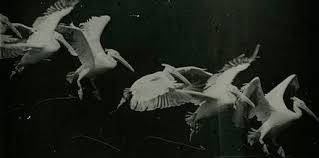Image result for Le Mouvement Ãtienne-Jules Marey