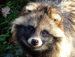 le chien viverrin ou chien martre est une espece de mammifere carnivore qui ressemble a un raton laveur mais il appartient a la famille des canides dont il est