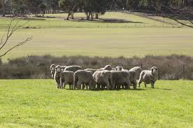 An example of graze is eating small snacks all day instead of eating meals. Agistment For Small Landholders Agriculture And Food