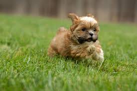 I don't know what to do and i'm afraid he'll accidentally hurt her. What To Do If Your Dog Chews On Everything