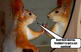 Choose from a curated selection of funny photos. Funny Quotes About Squirrels Quotesgram