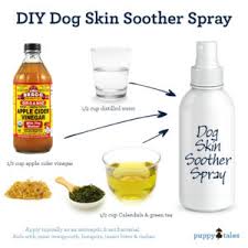 Why to give a dog benadryl. Itchy Dog Top 10 Tips Before The Vet Is Called Dogsfirstireland Raw Dog Food